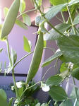 endou0801_14.jpg