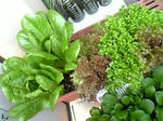 retasu0801_12.jpg