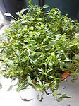 panzi0801_02.jpg