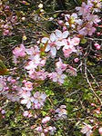 pink0801_01.jpg