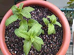 mint0801_01.jpg