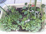 tomato0801_02.jpg