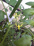 tomato0801_03.jpg