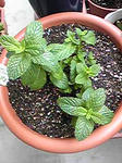 mint0801_02.jpg
