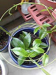 sanpara0801_02.jpg