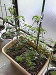 tomato0801_04.jpg