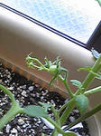 tomato0801_05.jpg