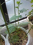 kyuri0801_08.jpg