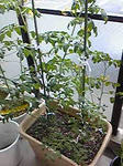 tomato0801_07.jpg
