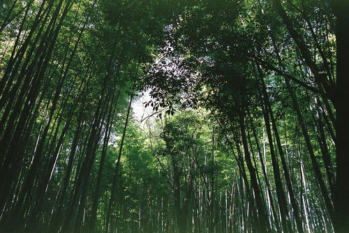 京都　嵐山　竹林