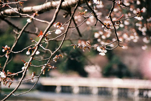 京都　嵐山　桜.jpg