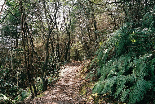 京都　嵯峨　小倉山　ハイキングコース.jpg