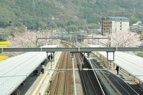 京都　馬堀駅　桜