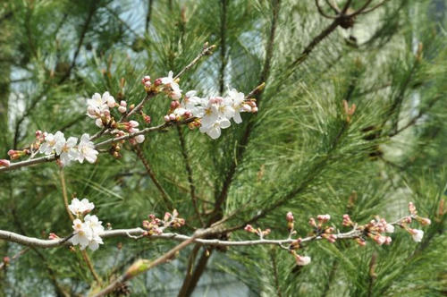 京都　馬堀駅　桜