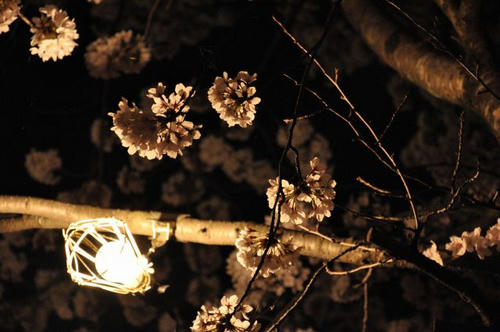京都　嵐山　夜桜