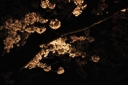 京都　嵐山　夜桜