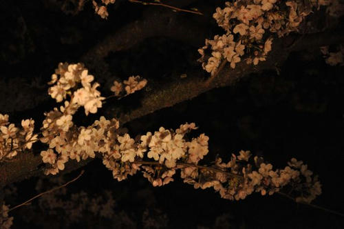 京都　嵐山　夜桜