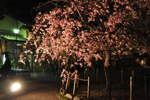 京都　嵐山　夜桜