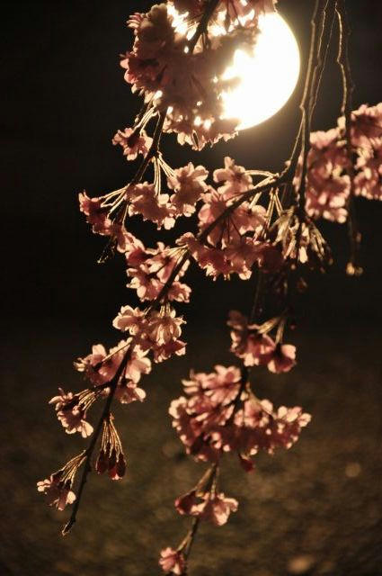 京都　嵐山　夜桜