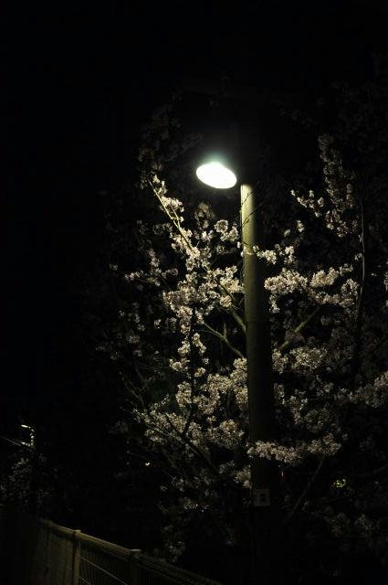 京都　馬堀駅　夜桜