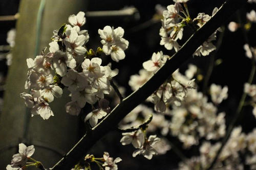 京都　馬堀駅　夜桜