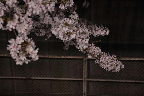 京都　馬堀駅　夜桜