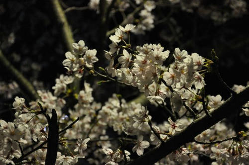 京都　馬堀駅　夜桜