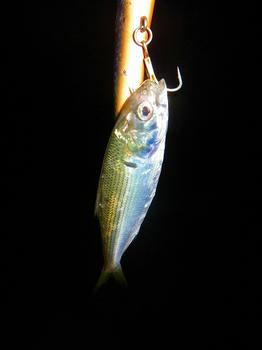 IMGP1328.jpg