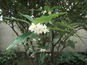 きんかんの花