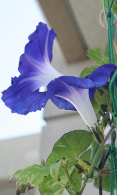 asagao