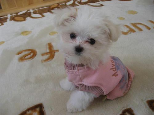 IMG_0505_R.jpg
