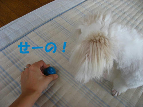 IMG_1528_R.jpg