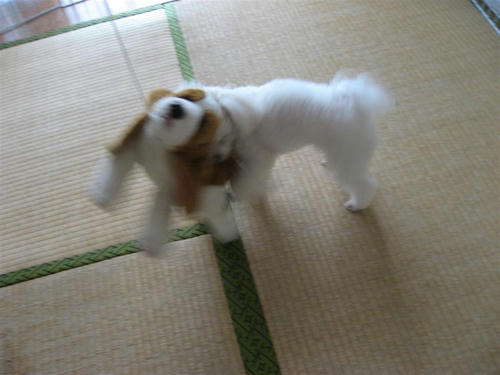 IMG_1621_R.jpg