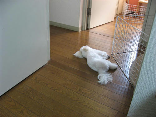 IMG_1422_R.jpg
