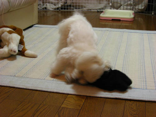 IMG_1899_R.jpg