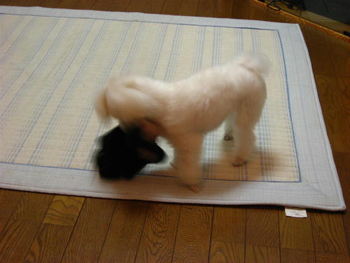 IMG_1891_R.jpg