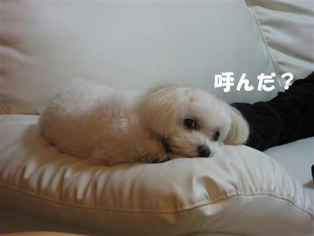IMG_4968_R.jpg