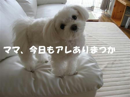 IMG_5189_R.jpg
