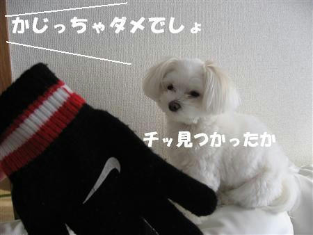 IMG_5294_R.jpg