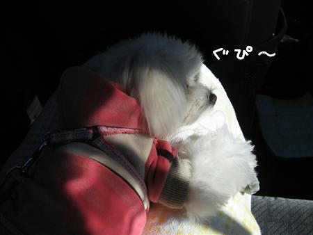 IMG_5949_R.jpg