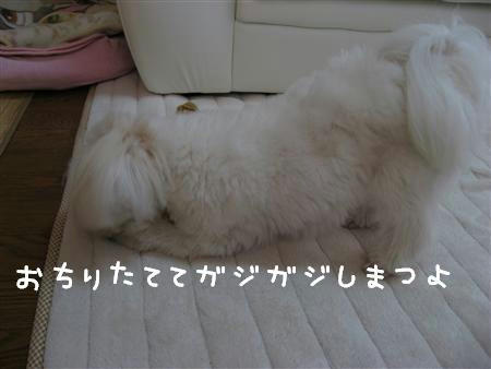 IMG_6230_R.jpg