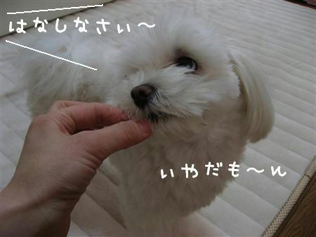 IMG_6234_R.jpg