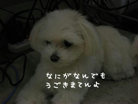 IMG_6245_R.jpg