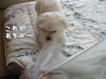 IMG_6084_R.jpg