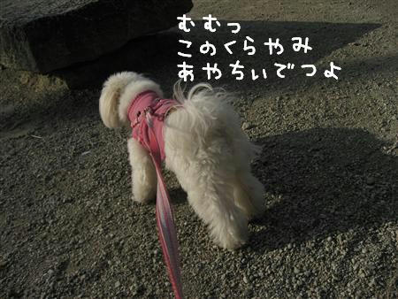 IMG_6437_R.jpg