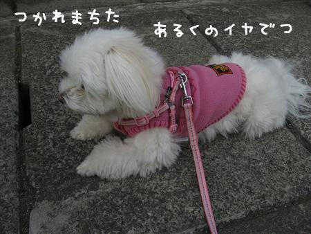 IMG_6454_R.jpg