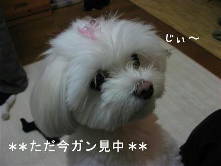 IMG_6516_R.jpg