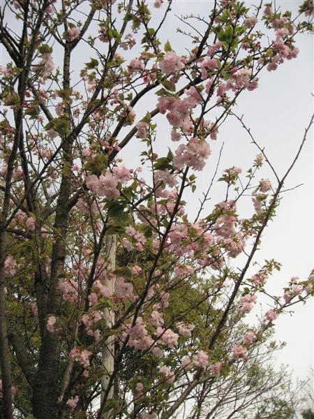 IMG_7426_R.jpg
