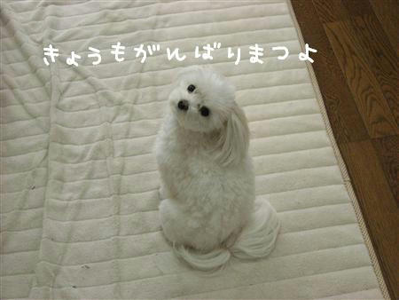 IMG_7690_R.jpg