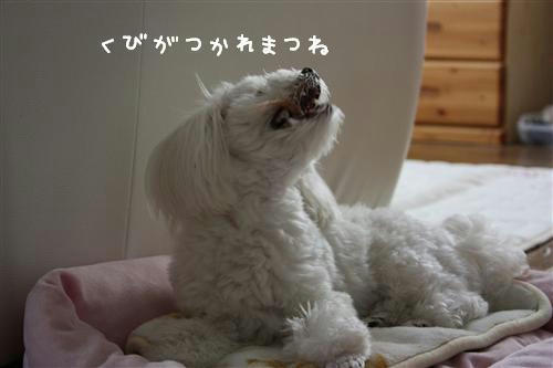 IMG_1488_R.jpg